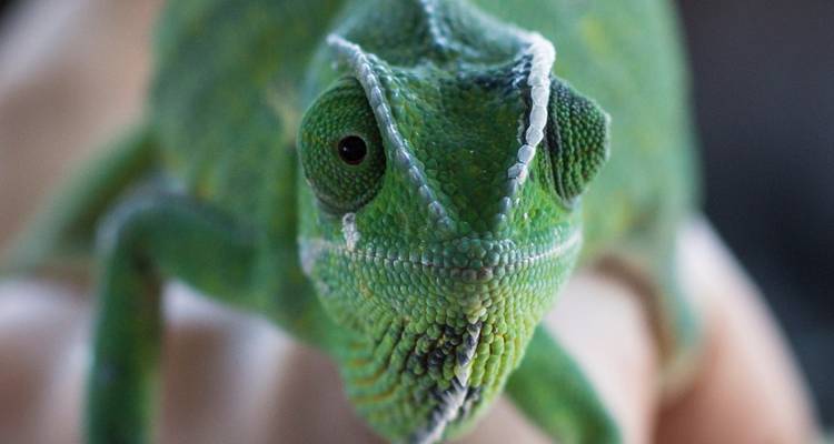 Close-up of a chameleon on a person's hand.