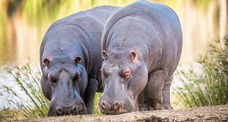 Two hippopotamuses in a natural habitat near water.