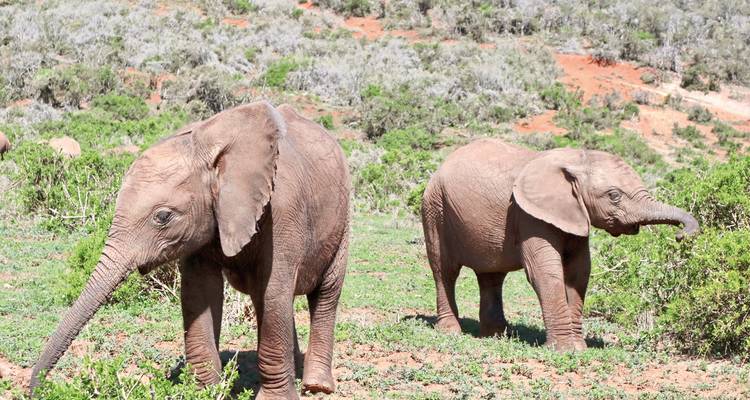 Deux jeunes éléphants marchant dans une zone herbeuse.
