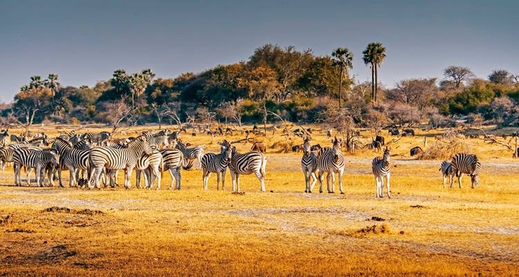 Zebra's grazend in een droog savannalandschap.