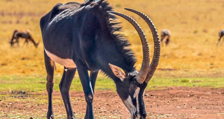 Eine Rappenantilope grast auf einer grasbewachsenen Weide.
