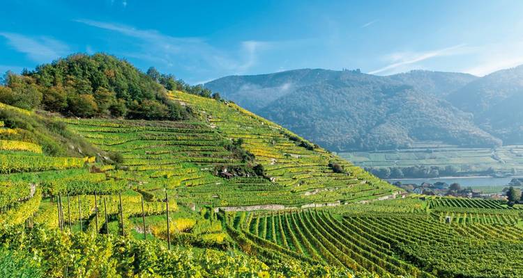 Blick auf terrassierte Weinberge an einem Hang unter blauem Himmel.