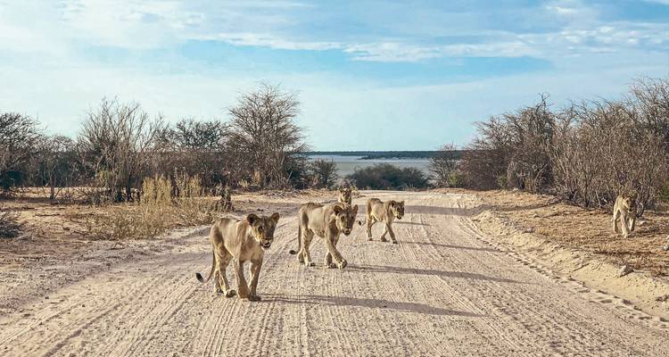 Four young lions walk confidently down a sandy track in a dry woodland savanna.