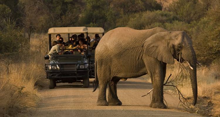 Éléphant traversant un sentier devant un véhicule de safari.
