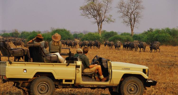 Des touristes en safari observant un troupeau de buffles.