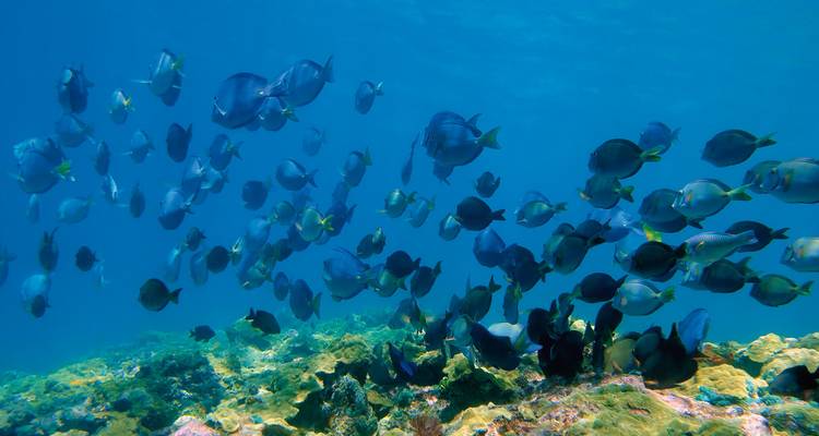 A school of fish swimming in clear blue ocean waters.