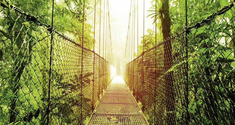 Suspension bridge in the rainforest with light filtering through.