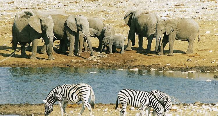Elefanten und Zebras versammelten sich um ein Wasserloch.