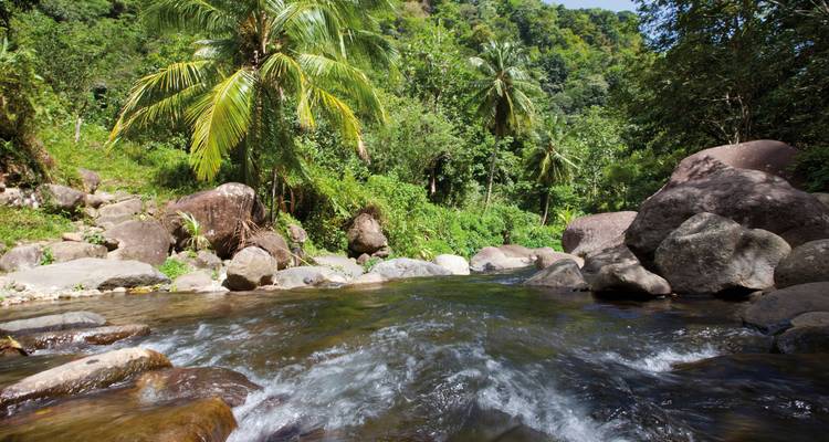 Tropical stream with boulders and palm trees.