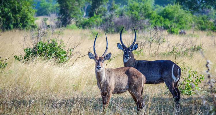 Paar Antilopen in einem grasbewachsenen Feld.