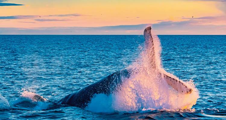 Walvis die uit het water springt tijdens zonsondergang