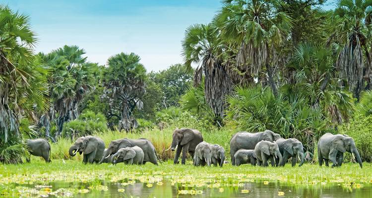 Elefantenherde in der Nähe von Wasser, umgeben von üppigem Grün.