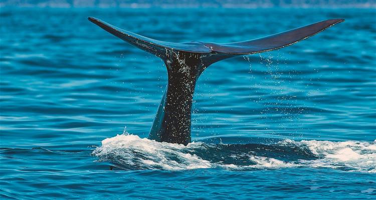 Walflosse, die aus dem Meerwasser auftaucht.