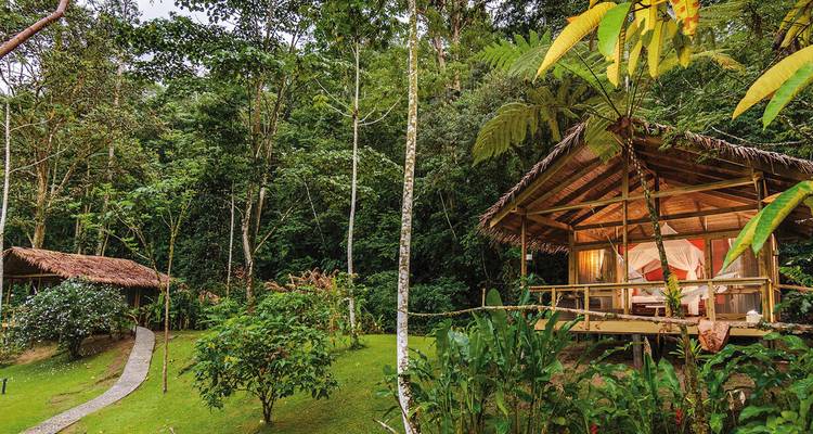 Cabane rustique dans une forêt dense entourée de verdure.