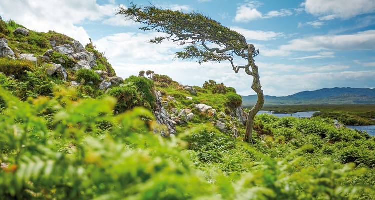 Windgepeitschter Baum auf felsigem Gelände mit entfernten Hügeln.