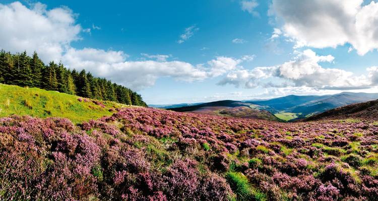 Weite heidebewachsene Landschaft mit fernen Bergen.