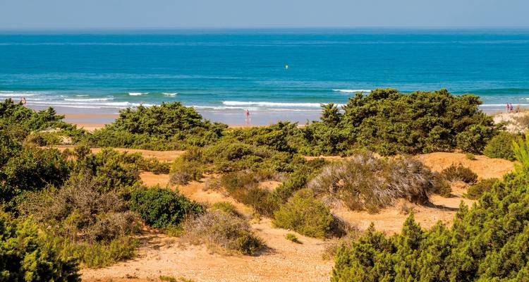 Strandblick mit Sanddünen und Büschen, die zum Meer führen.