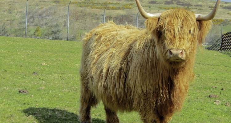 Hochlandrind mit langem braunem Fell steht auf einer grasbewachsenen Weide.