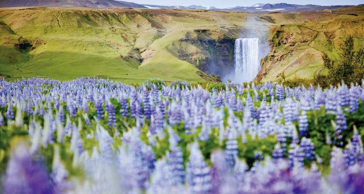 Feld mit lila Blumen und einem Wasserfall im Hintergrund.