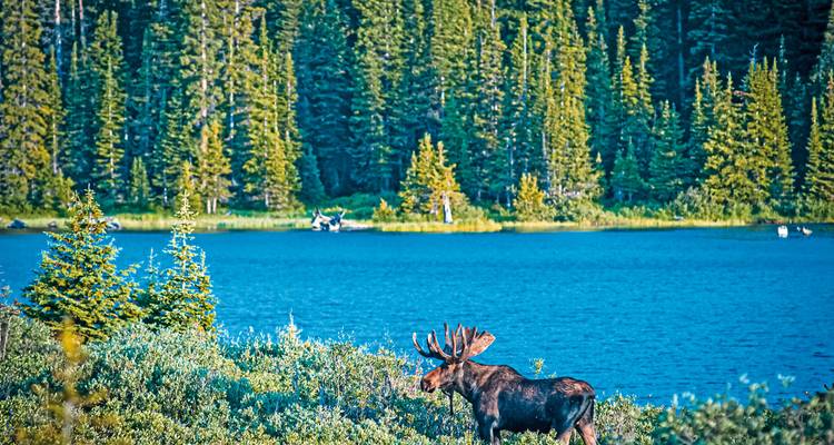 Elch grast an einem See, umgeben von dichtem Wald.