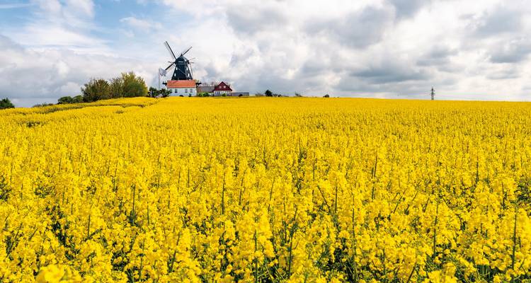 Windmühle in einem weiten Feld mit gelb blühenden Pflanzen.