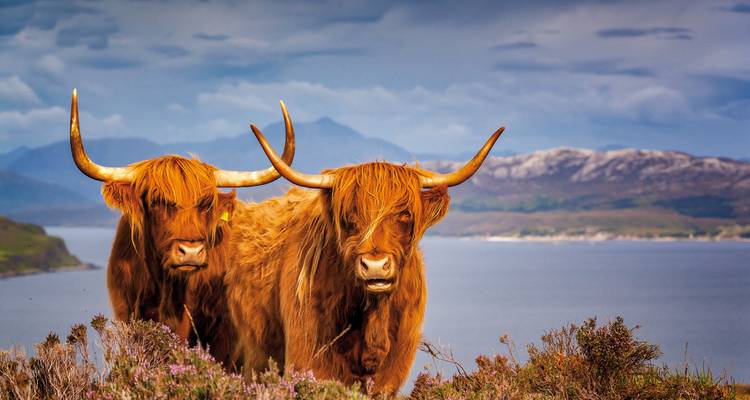 Zwei Hochlandrinder mit langen Hörnern vor einer malerischen Kulisse.