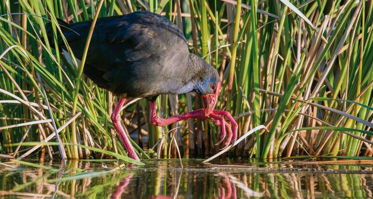 Eine Nahaufnahme eines Vogels, der in einem sumpfigen Gebiet läuft, umgeben von grünem Schilf.