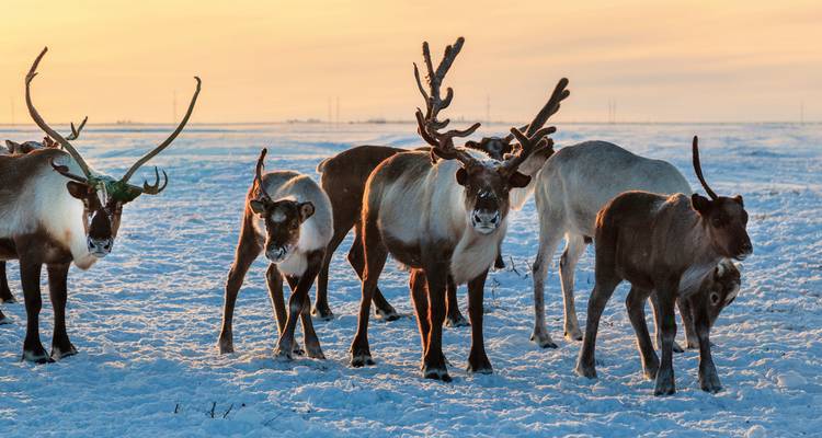 Groupe de rennes debout sur une plaine enneigée au coucher du soleil.