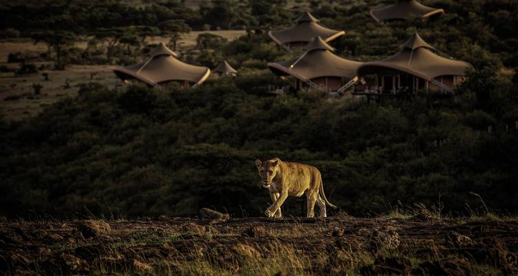 Löwe, der in der Savanne wandelt mit Luxuslodges im Hintergrund.