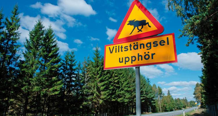 Panneau routier avertissant de la présence d'orignaux près d'une zone forestière.