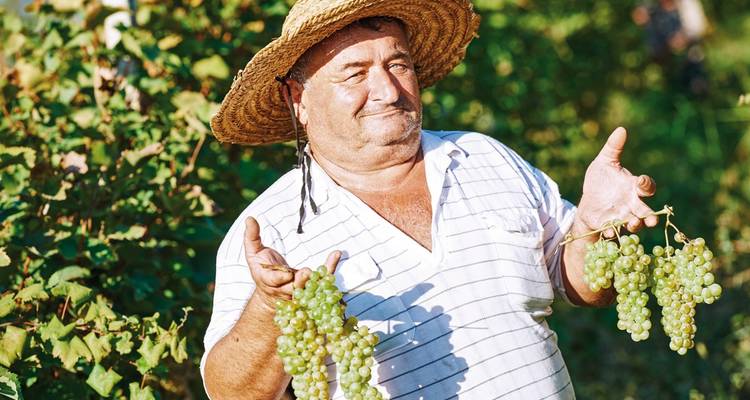 Man holding bunches of grapes in a vineyard