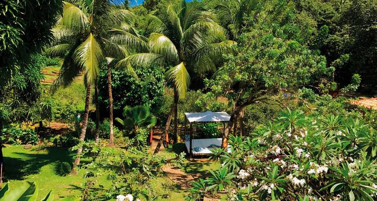 Lush tropical garden with palm trees and a small shaded seating area.