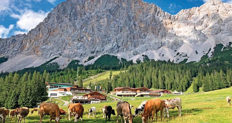 Koeien die grazen in een weide met bergen op de achtergrond.