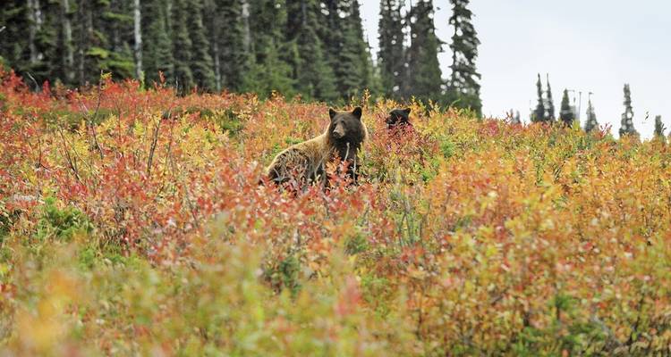 Ein Bär, der durch buntes Herbstlaub in einer Waldumgebung wandelt.
