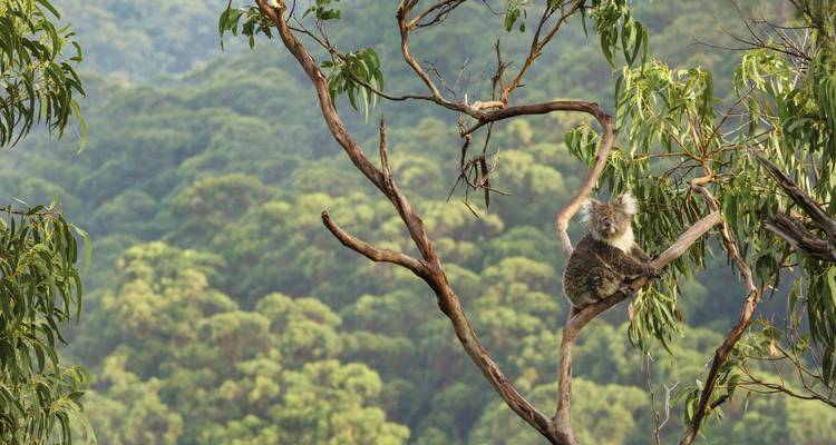 Koala sitting on a tree branch in a forest environment.