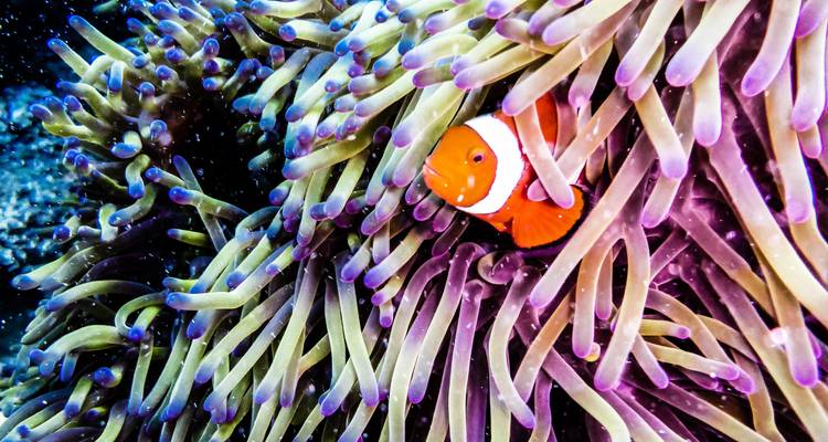 Close-up of a clownfish amidst a sea anemone.