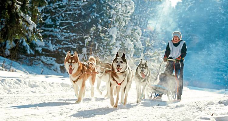 Équipe de chiens de traîneau avec un musher traversant la neige.
