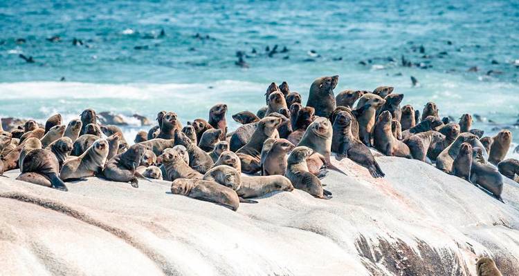 Große Gruppe von Robben auf Küstenfelsen.