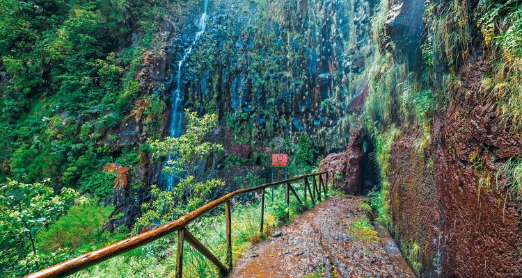Sentier de forêt tropicale avec une balustrade en bois et cascade.