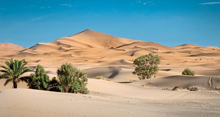 Wüstenlandschaft mit Sanddünen und spärlicher Vegetation.