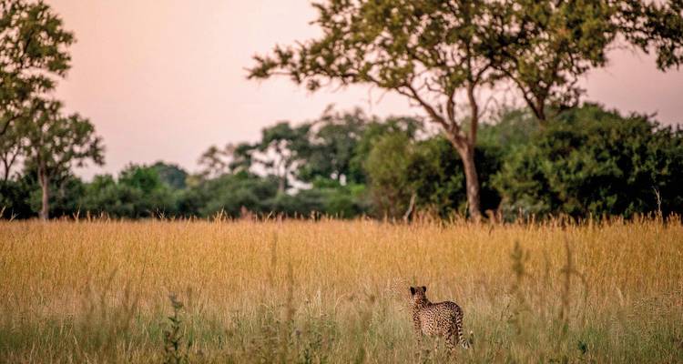 Léopard marchant dans la prairie au crépuscule.
