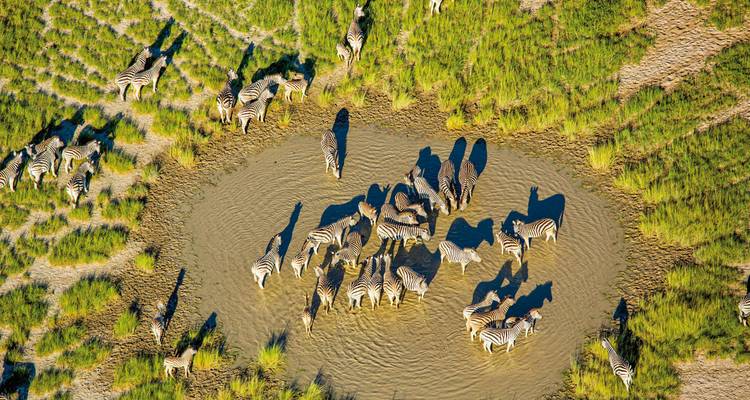 Vue aérienne de zèbres à un point d'eau.