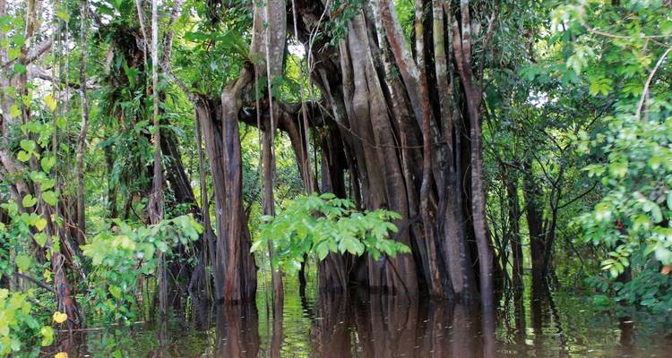 Dense forest with trees partially submerged in water.