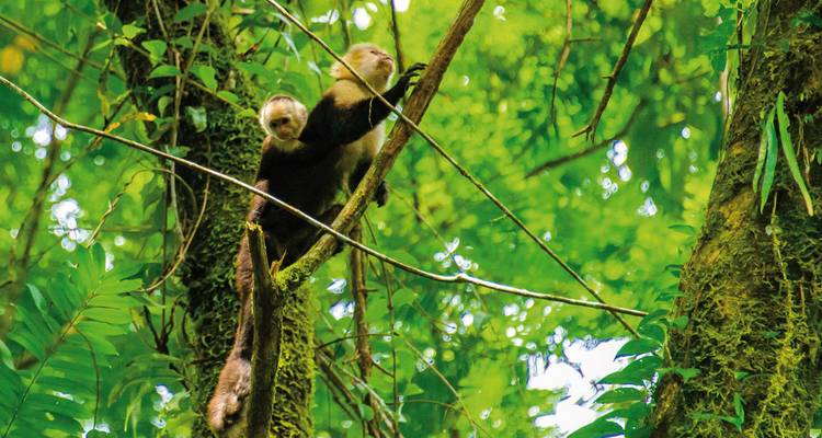 Apen in een levendig groen regenwoudkroongewelf.