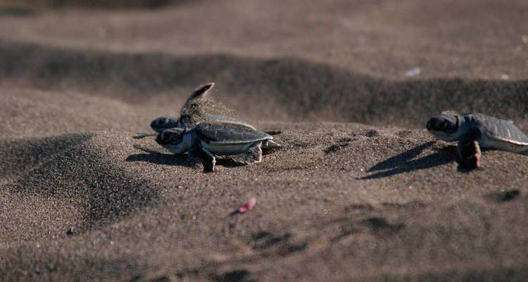 Baby turtles making their way across the sandy beach.