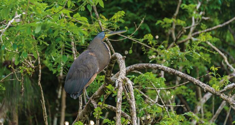 A bird perched on a branch with green foliage in the background.