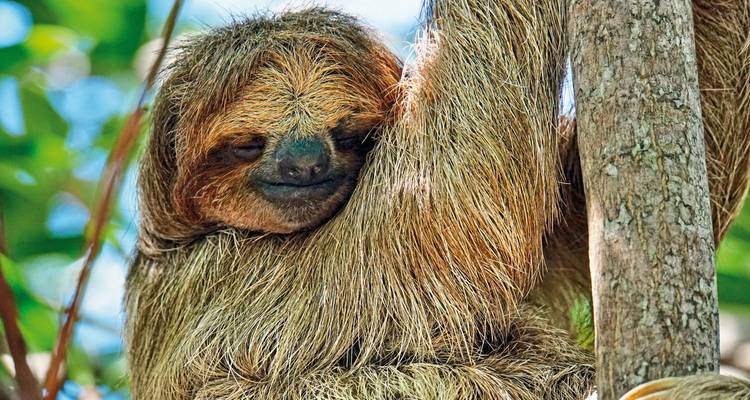 A sloth hanging upside down on a tree branch, surrounded by foliage.