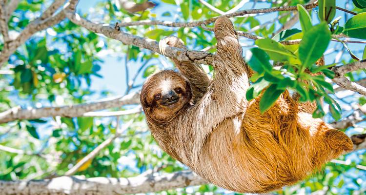 A sloth hanging from a tree branch with a serene expression.