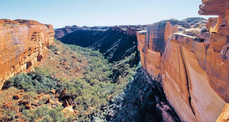 Dramatic sandstone cliffs and deep gorge of Kings Canyon with eucalyptus in the valley.