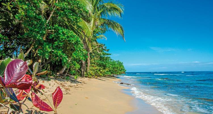 Ein tropischer Strand mit Palmen und sanften Wellen.